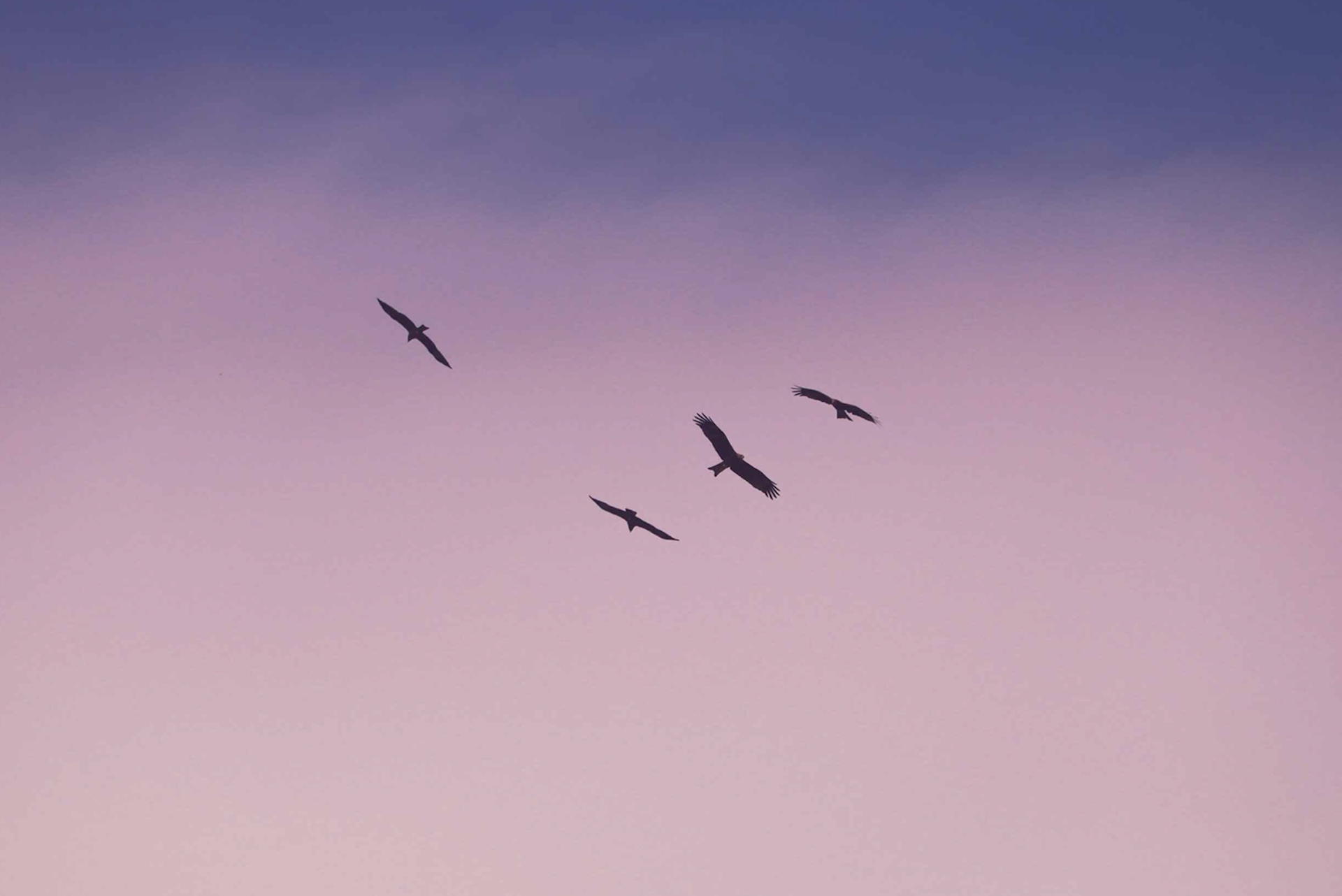 Monthly Executive Coaching + Online Group Session